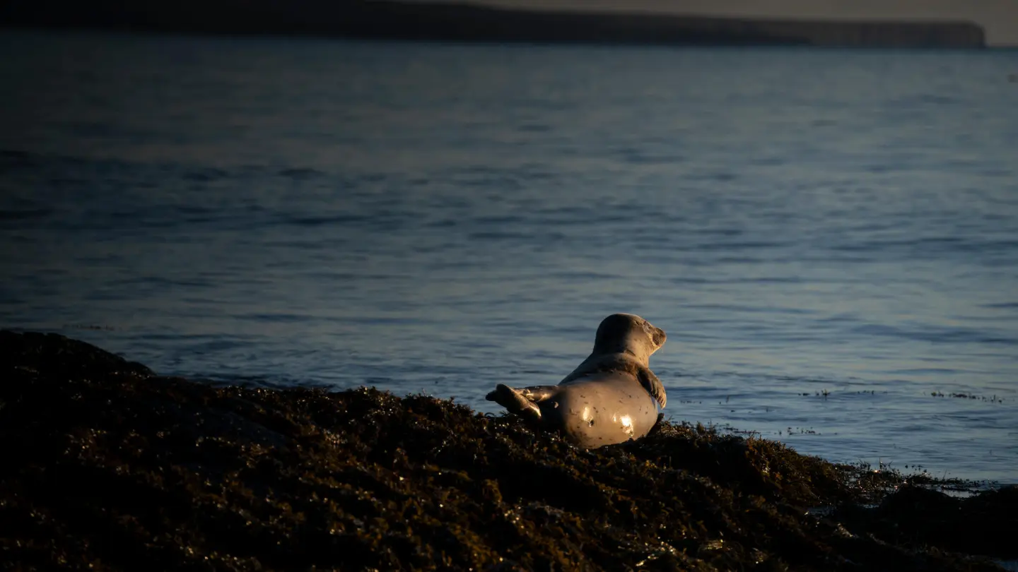 A seal looks at the ocean under sunset